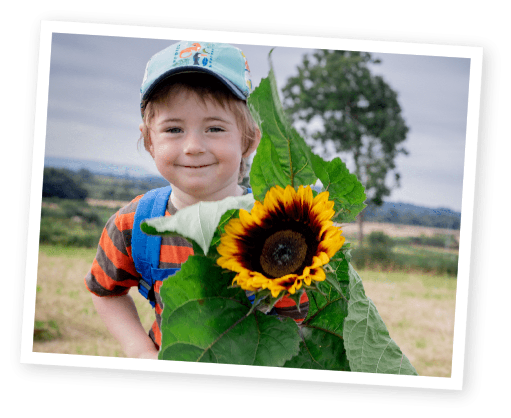 Pick Sunflowers at Over Farm