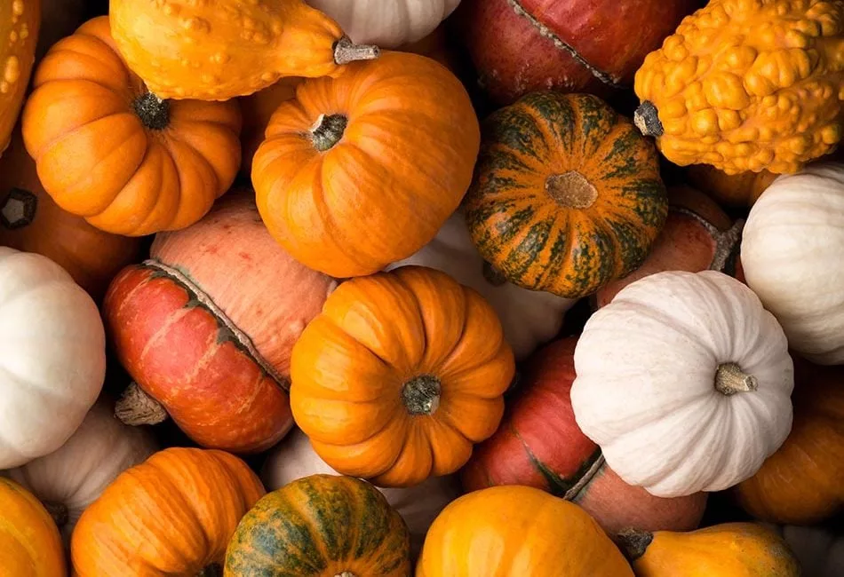 Pumpkins background 2022 02 01 23 41 18 utc SMALL e1656074341878.jpg