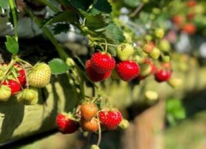Strawberries-2000-e1654198473727.jpg