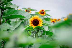 Sunflower heads in a field