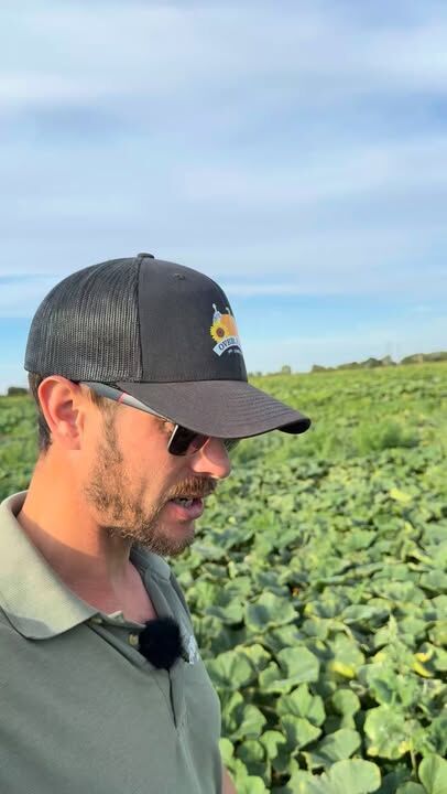 🎃 Have you spotted our farm-grown squash in the Farm Shop yet?

Rees has been out in the fields to see how this year's crop is getting on... and let's just say, they're not exactly small! 👀

Just wait until you see the size of that pumpkin! 😮🎃