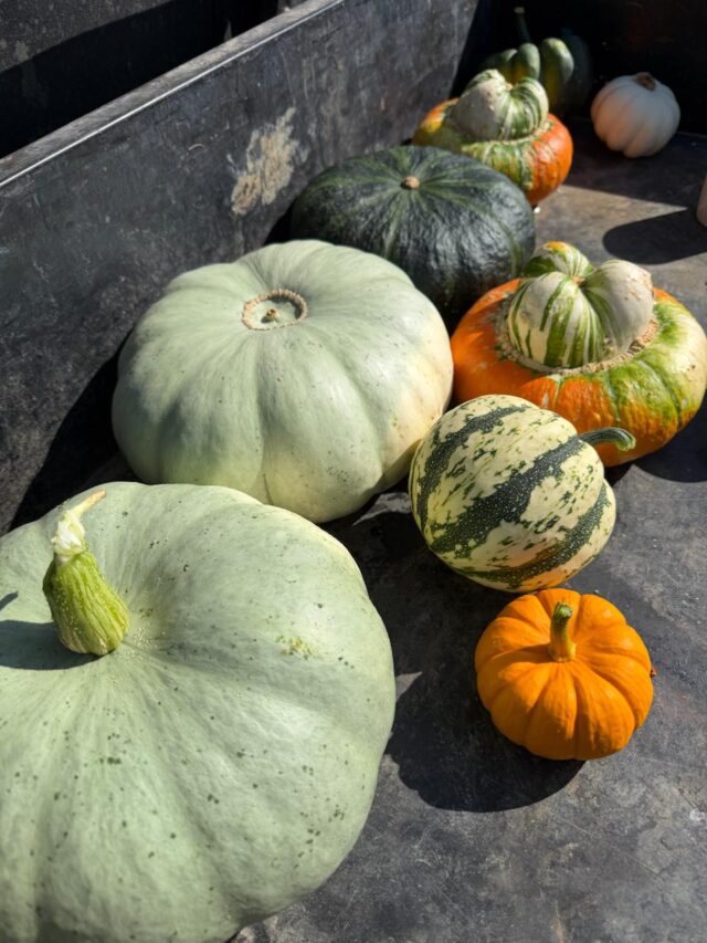 How is it that time of year already 😲

The first squash of the year picked by our Jane are headed down to the farm shop!

Can we officially say summerween is here? 🎃
