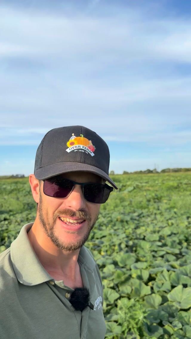The fields are filling up with pumpkins and squash!

Rees is back in the fields for this week's farming diary, and it appears the hares have been paying us a visit too!